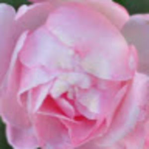 Meet your Posher, Mikah